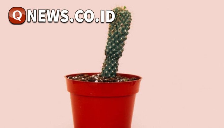 Dampak Terjepit Ritsleting pada Organ Intim: Apa yang Perlu Diketahui?