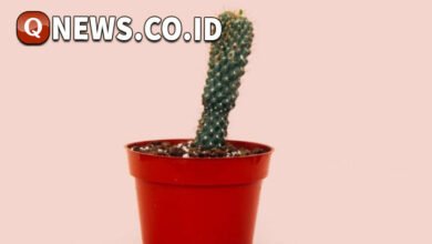 Bahaya Ritsleting Terjepit pada Organ Intim: Apa yang Harus Diketahui?