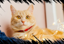 Nutrisi Ideal untuk Kucing Menurut Ahli: Perbedaan dengan Makanan Manusia yang Penting Diketahui