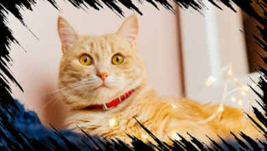 Nutrisi Ideal untuk Kucing Menurut Ahli: Perbedaan dengan Makanan Manusia yang Penting Diketahui