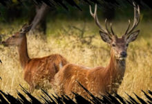 Rusa Tewas Akibat Tabrakan dengan Mobil di Tol Serpan