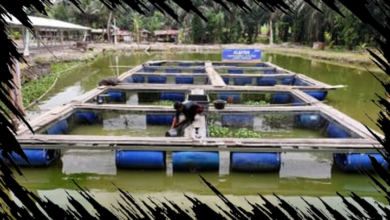 Pemberdayaan BRI Mendorong Pertumbuhan Ekonomi di Desa Empang Baru secara Berkelanjutan