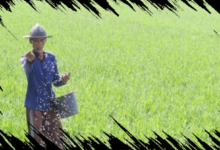 Pupuk Hayati: Jenis, Manfaat, dan Perannya dalam Meningkatkan Ketahanan Pangan Nasional