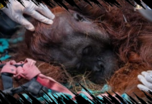 Orang Utan Sampurna yang Pingsan Akibat Asap Karhutla di Kalbar Dinyatakan Mati