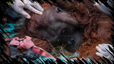 Orang Utan Sampurna yang Pingsan Akibat Asap Karhutla di Kalbar Dinyatakan Mati