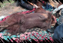 Orangutan Pingsan di Kalbar Ditemukan Meninggal, Temukan Penyebabnya di Sini