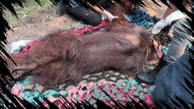 Orangutan Pingsan di Kalbar Ditemukan Meninggal, Temukan Penyebabnya di Sini