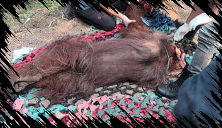 Orangutan Pingsan di Kalbar Ditemukan Meninggal, Temukan Penyebabnya di Sini