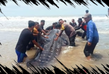 Hiu Bintang 3 Ton Terdampar di Aceh, 30 Orang Berusaha Menyelamatkannya