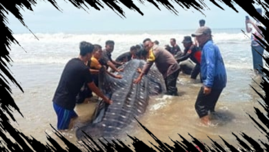 Hiu Bintang 3 Ton Terdampar di Aceh, 30 Orang Berusaha Menyelamatkannya