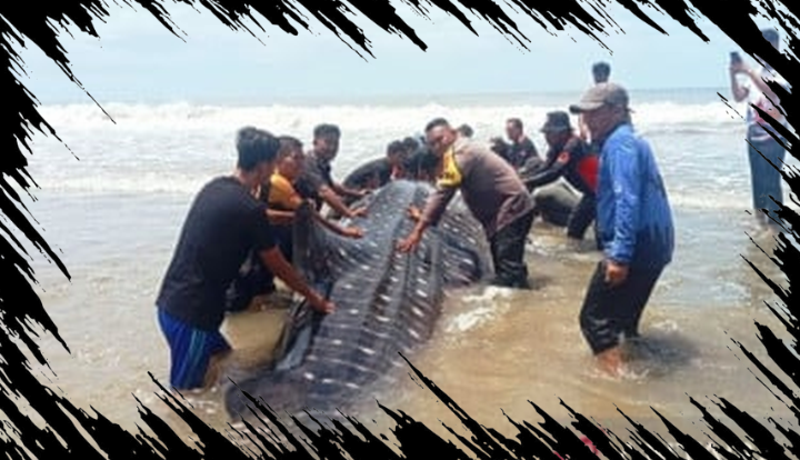 Hiu Bintang 3 Ton Terdampar di Aceh, 30 Orang Berusaha Menyelamatkannya Hiu Bintang 3 Ton Terdampar di Aceh, 30 Orang Berusaha Menyelamatkannya